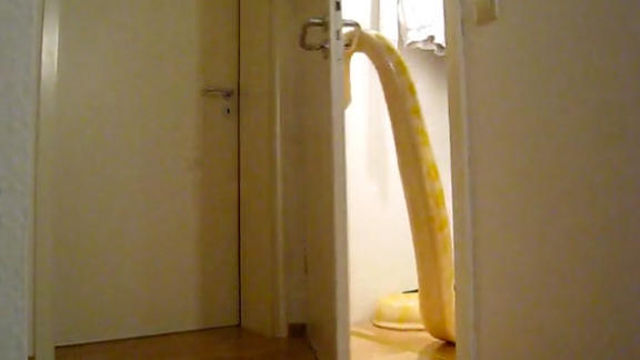 News video: Giant Snake Can Open Doors