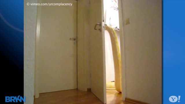 News video: Giant Snake Can Open Doors